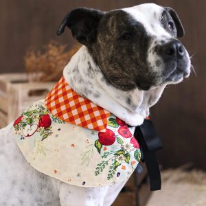 The-Orchard_Dog-Cape-2